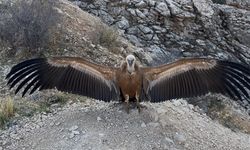 Yaralı bulunan akbaba tedavi edildi doğaya salındı