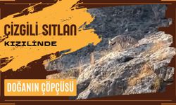 Doğanın Çöpçüsü Çizgili Sırtlan Kızılin’de