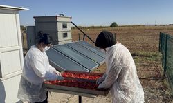 Güneş enerjili cihaz biberleri daha hızlı kurutuyor