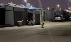 K6 Konteyner Kentte 'Sokak Köpeği' tehlikesi