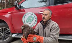 Yaralı halde bulunan kuşlar tedavi altına alındı