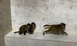 Şırnak'ta 3 makak maymunu yakalandı.