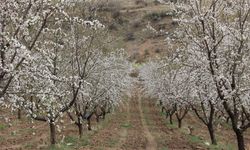 Adıyaman'da badem ağaçları çiçeklendi