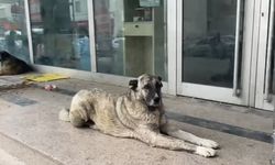 Adıyaman'da köpekler Halkbank önünü yuva haline getirdi