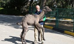 "Boncuk" İsimli Deveye Bakıcılarından Özel İlgi