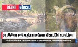 Su Gözünde Dağ Keçileri Doğanın Güzelliğini Sergiliyor