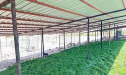 Adıyaman Belediyesinden sessiz dostlara güvenli yuva