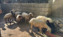 Başıboş köpeklerin saldırdığı 5 koyun telef oldu