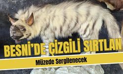 Besni’de Çizgili Sırtlan Müzede Sergilenecek