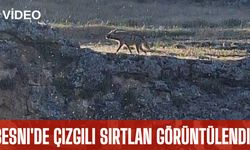 Besni'de çizgili sırtlan görüntülendi