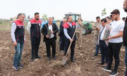 Cizre Kaymakamı Baycar, fıstıkçılık çalışmalarını inceledi