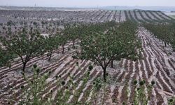 GÜNCELLEME - Şanlıurfa'da etkili olan doluda bazı tarım alanları zarar gördü