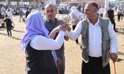 Hayvancılık merkezlerinden Şanlıurfa'da Kurban Bayramı öncesi hareketlilik yaşanıyor