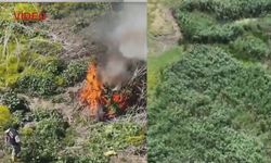 Dicle'de Bomba Operasyon! 1.220 Kök kenevir Ele Geçirildi