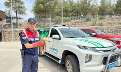 Kilis'te yaralı bulunan tilki koruma altına alındı