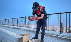 Yol kenarında bulunan kartal yavruları koruma altına alındı