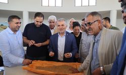 Mardin'de yılın ilk buğday hasadı yapıldı