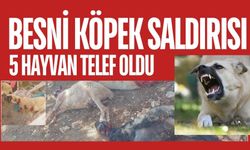 Besni'de Köpek Saldırısı 5 Hayvan Telef Oldu