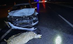 Şanlıurfa'da sürüye çarpan otomobildeki 3 kişi yaralandı