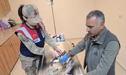 Şanlıurfa'da yaralı bulunan kartal tedavi altına alındı