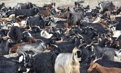 Göçerler hayvanlarını yaylalara götürmek için yola koyuldu