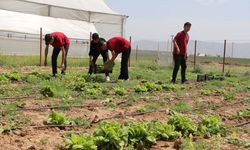 Şırnak'ta öğrencilerin yetiştirdiği marulların hasadı yapıldı