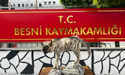 Besnili Çizgili Sırtlan Tahnit Edilerek Doğduğu Topraklara Geri Döndü