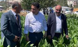 Anaç: “Tütün Üreticisi Kaçakçı Değil, Bu Ülkenin Alın Teridir”