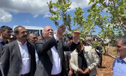 TZOB Genel Başkanı Bayraktar, Gaziantep ve Kahramanmaraş'ta zirai dondan etkilenen meyve bahçelerini inceledi
