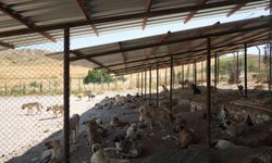 Adıyaman'da "Sokak hayvanları için gölgelikli yaşam alanı"
