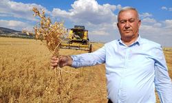 Araban'da yılın ilk nohut hasadına başlandı