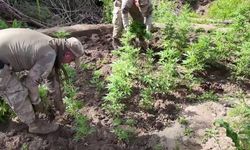 Dev operasyon: 12 milyon  kenevir ele geçirildi