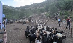 Hayvanlarını yaylalara götüren göçerlere mobil hizmet