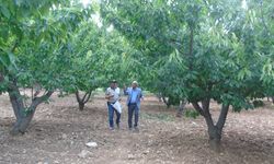 İslahiye ilçesinde kiraz hasadı başladı