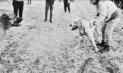 "Köpek Dövüşüne Operasyon: 8 şüpheli Yakalandı"