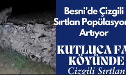 Besni’de Çizgili Sırtlan Popülasyonu Artıyor