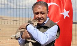 Türkülere konu olan ceylanların sayısı artıyor