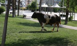 Şanlıurfa'da kaçan kurbanlık boğa parkta yakalandı