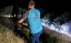 Siirt'te hayvan otlatırken kayalıktan düşen çocuk yaralandı