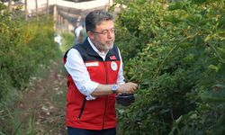 Yumaklı, Siirt'te Böğürtlen Hasadına katıldı