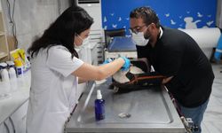 Adıyaman Veteriner İşleri Müdürlüğü hayvanlara şefkat eli uzattı