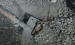Adıyaman’da  Konteyner kentte yılan paniği!