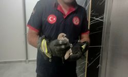 Batman'da balkon korkuluğuna sıkışan atmaca kurtarıldı