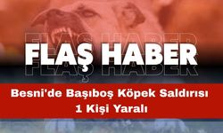 Besni'de Başıboş Köpek Saldırısı: 1 Kişi Yaralandı