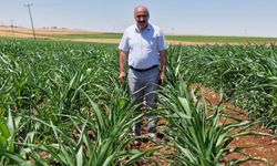 Anaç: “Çiftçiye değil, ithalat lobilerine destek veriliyor”