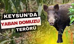 Keysun'da Domuz Tarlaları Talan Etti : Ekinler Yok Oluyor!