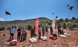Mardin'de 300 Kınalı Keklik Doğaya Salındı