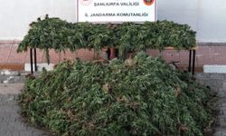 Siverek’te yasaklı madde operasyonu: 9 gözaltı