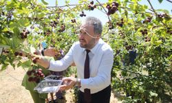Özel bireyler hobi bahçesinde böğürtlen yetiştirdi