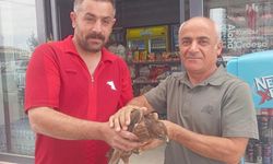 Yaralı 2 kızıl şahin tedavi altına alındı!